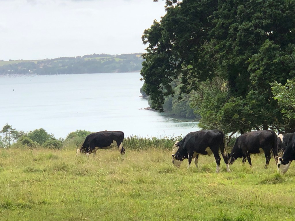 Thursday 4th July – Escape to Trelissick&nbsp;Garden